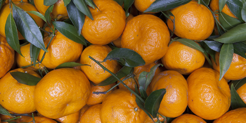 Mandarini: curiosità e proprietà di uno dei frutti invernali più amati